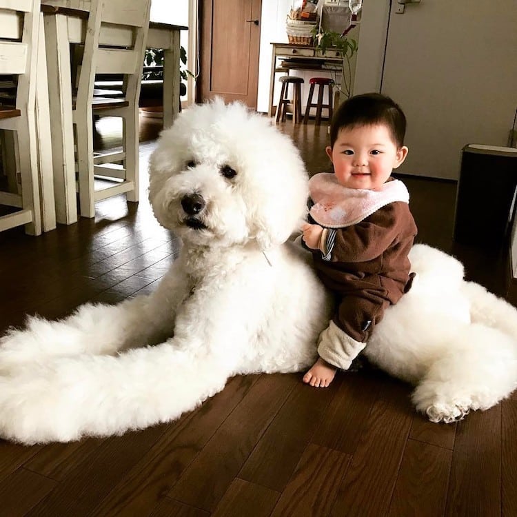 Mame y Riku 2 Instagram mascota canichegigante fotos adorable infancia