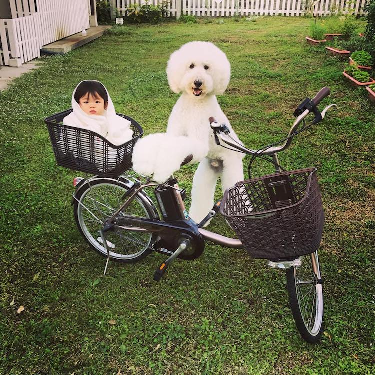 Mame y Riku 3 Instagram mascota canichegigante fotos adorable infancia