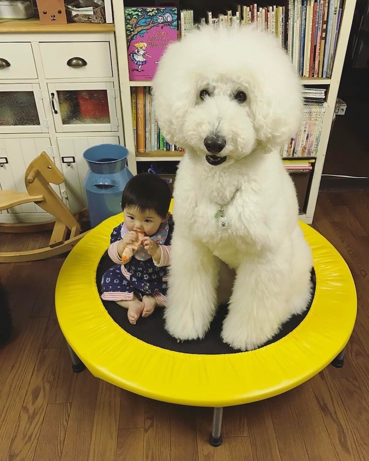Mame y Riku 5 Instagram mascota canichegigante fotos adorable infancia