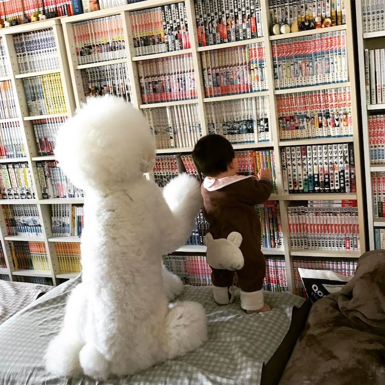 Mame y Riku 6 Instagram mascota canichegigante fotos adorable infancia
