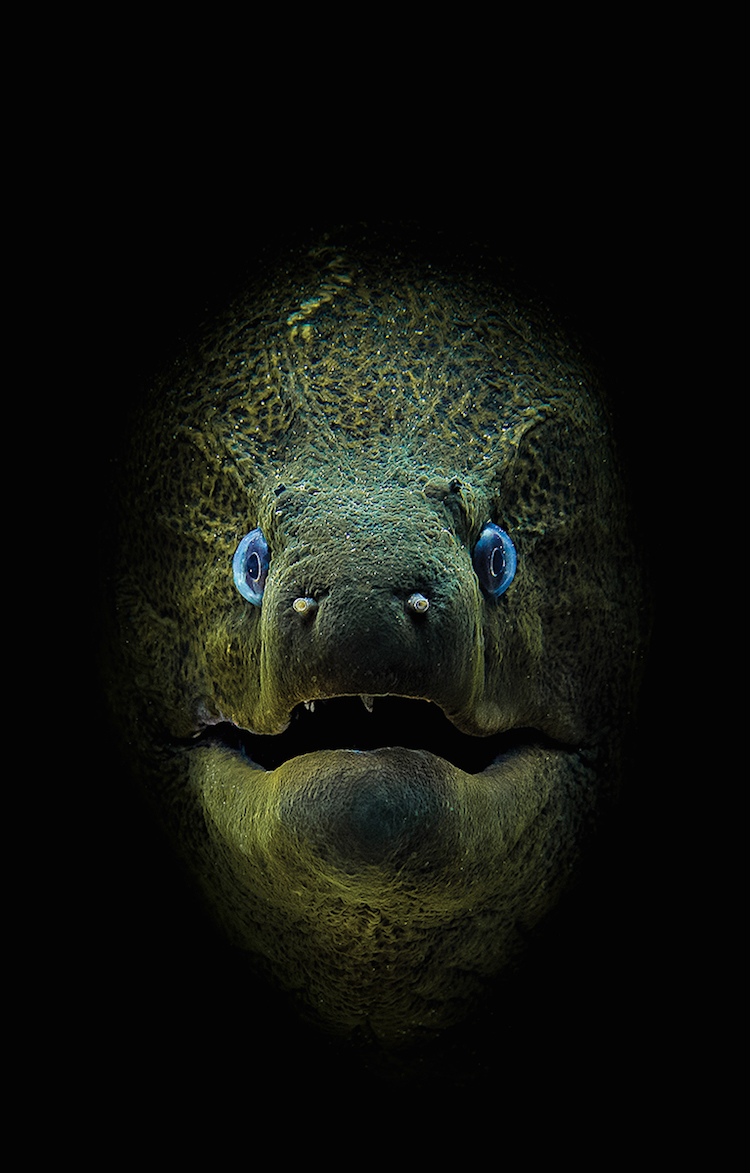 Scuba Diving 3 magazine concurso fotografía submaina mar vidasalvaje