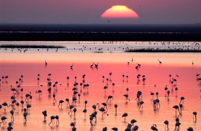 flamencos en donana