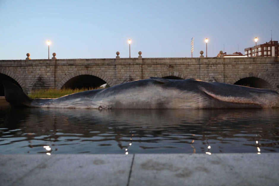 Cachalote Madrid 3 PuentedeSegovia Curiosidad Ecología Noticia CambioClimático