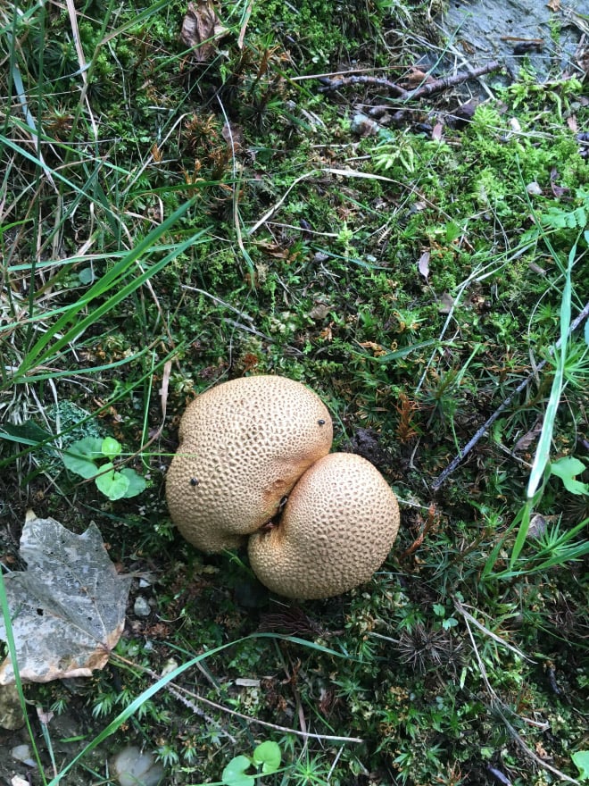 Champiñones 10 culo naturaleza humor absurdo