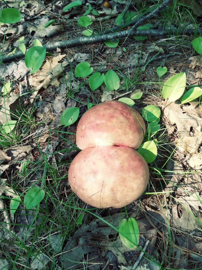 Champiñones 11 culo naturaleza humor absurdo
