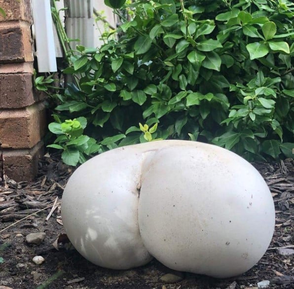 Champiñones 1 culo naturaleza humor absurdo