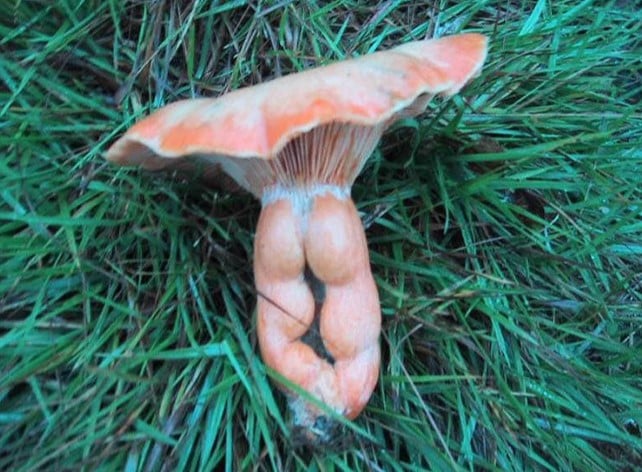 Champiñones 2 culo naturaleza humor absurdo