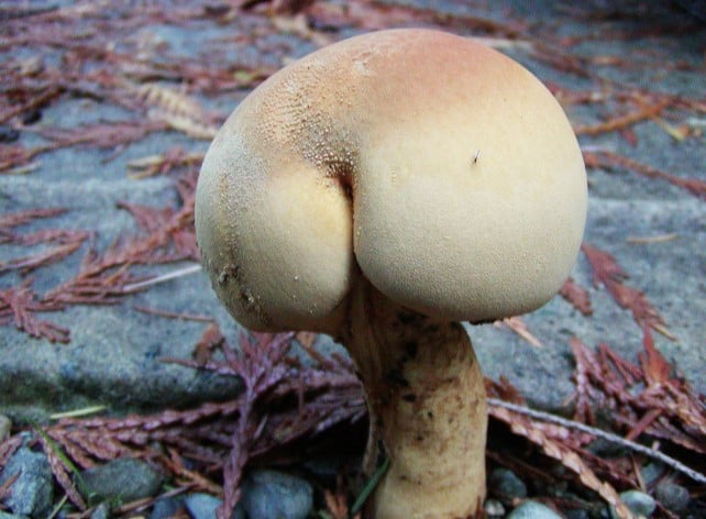 Champiñones 3 culo naturaleza humor absurdo