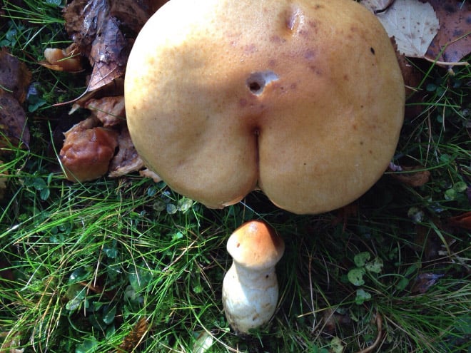 Champiñones 4 culo naturaleza humor absurdo