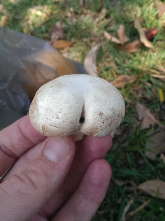Champiñones 5 culo naturaleza humor absurdo