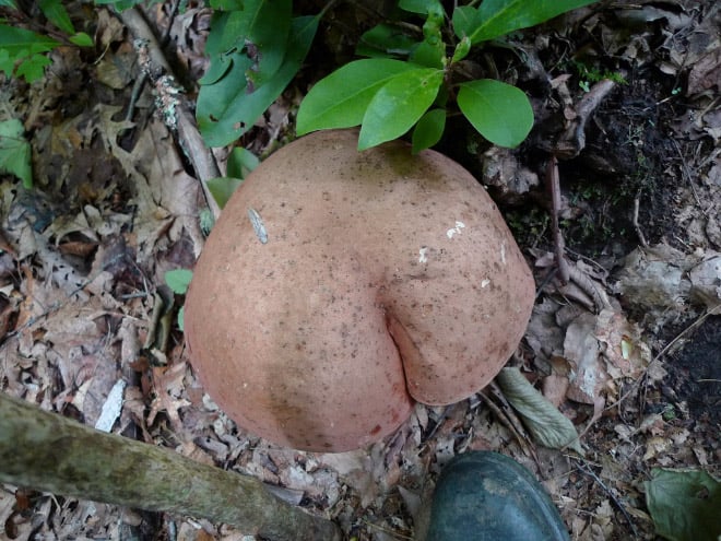 Champiñones 6 culo naturaleza humor absurdo