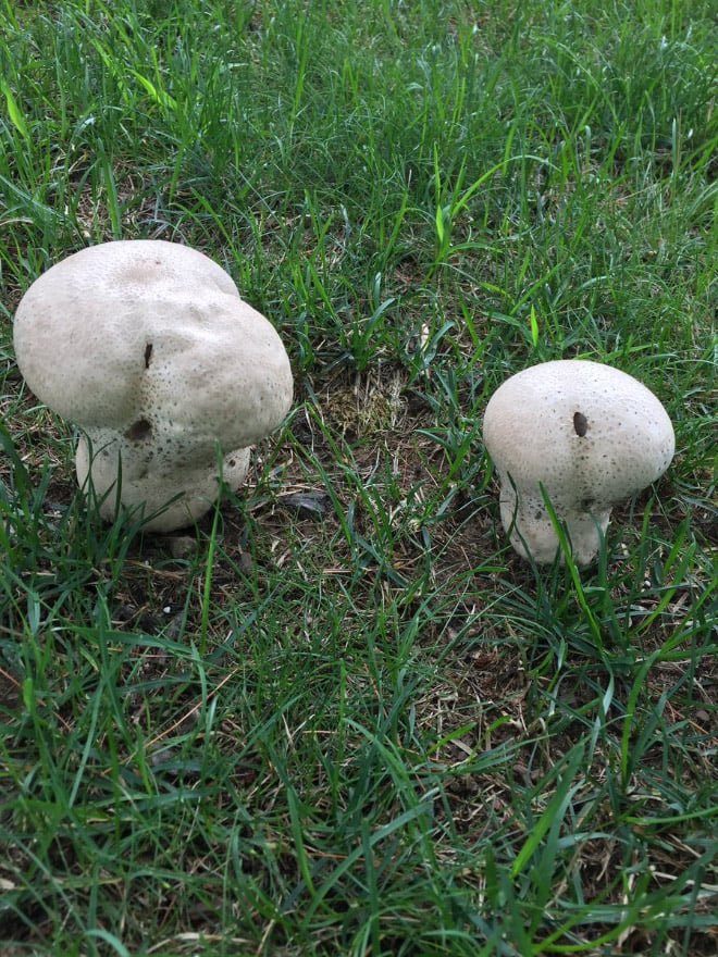 Champiñones 7 culo naturaleza humor absurdo