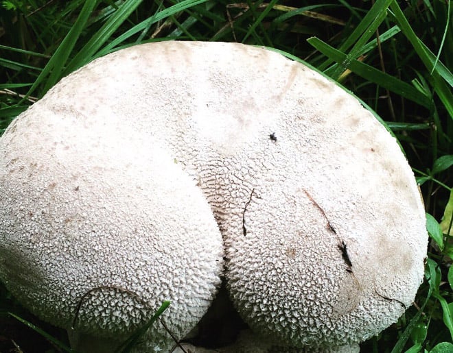 Champiñones 8 culo naturaleza humor absurdo