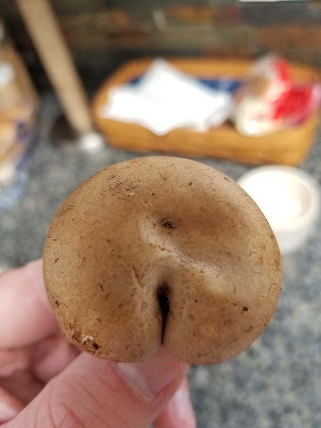 Champiñones 9 culo naturaleza humor absurdo