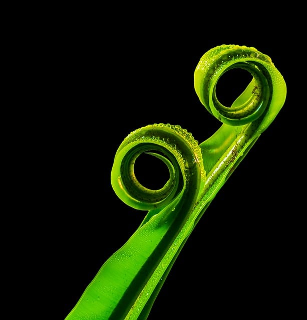 Fern Leaf Fern Green