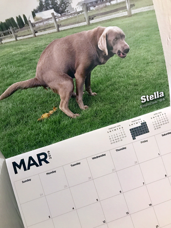Pooping Pooches 4 calendario perros buenacausa solidaridad protectoradeanimales animalista producto