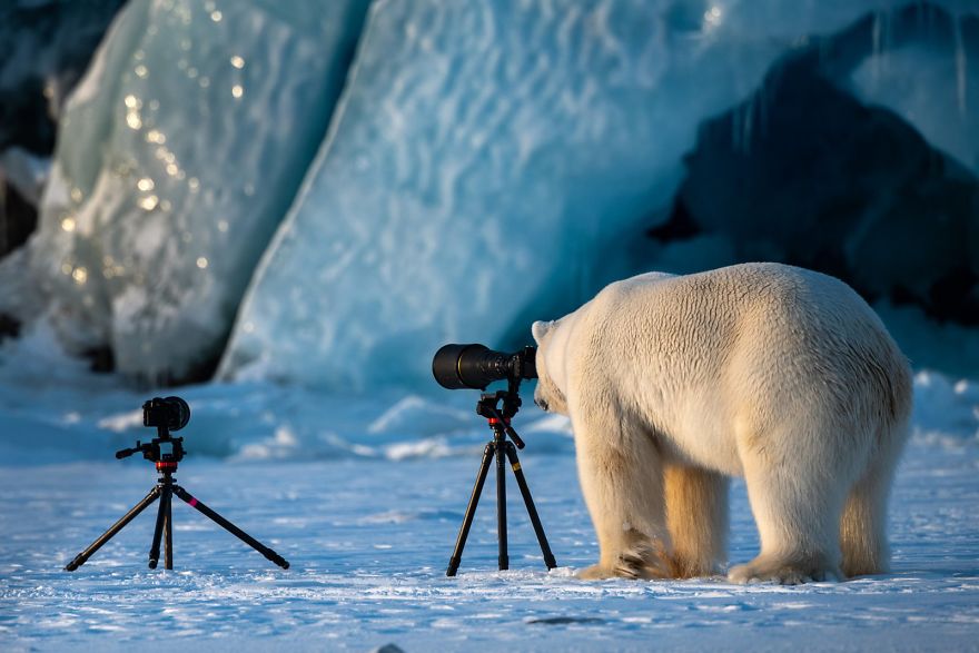 comedy wildlife photography culturainquieta1