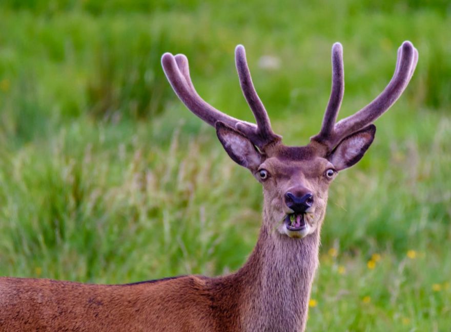 comedy wildlife photography culturainquieta16