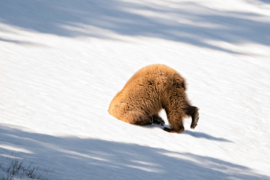 comedy wildlife photography culturainquieta18