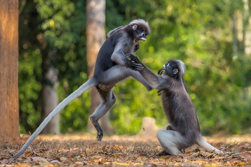 comedy wildlife photography culturainquieta19