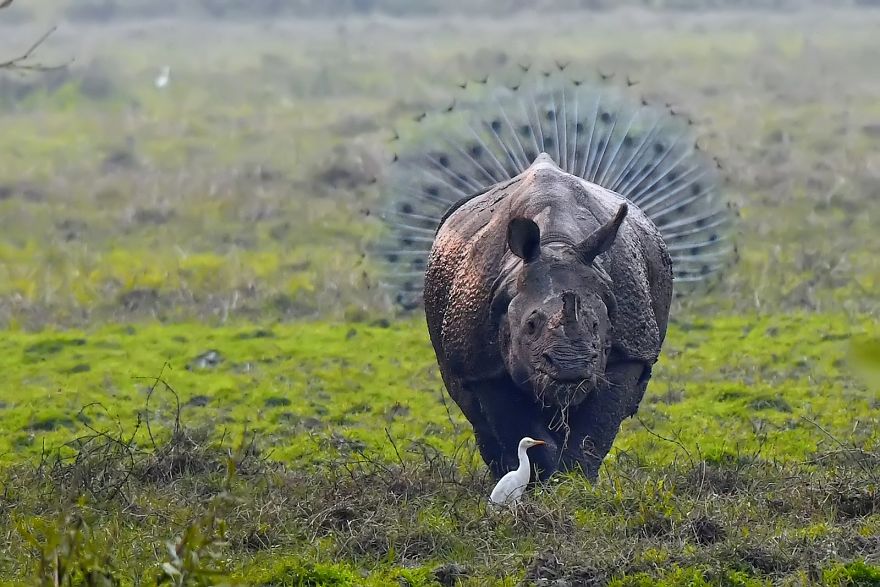 comedy wildlife photography culturainquieta2