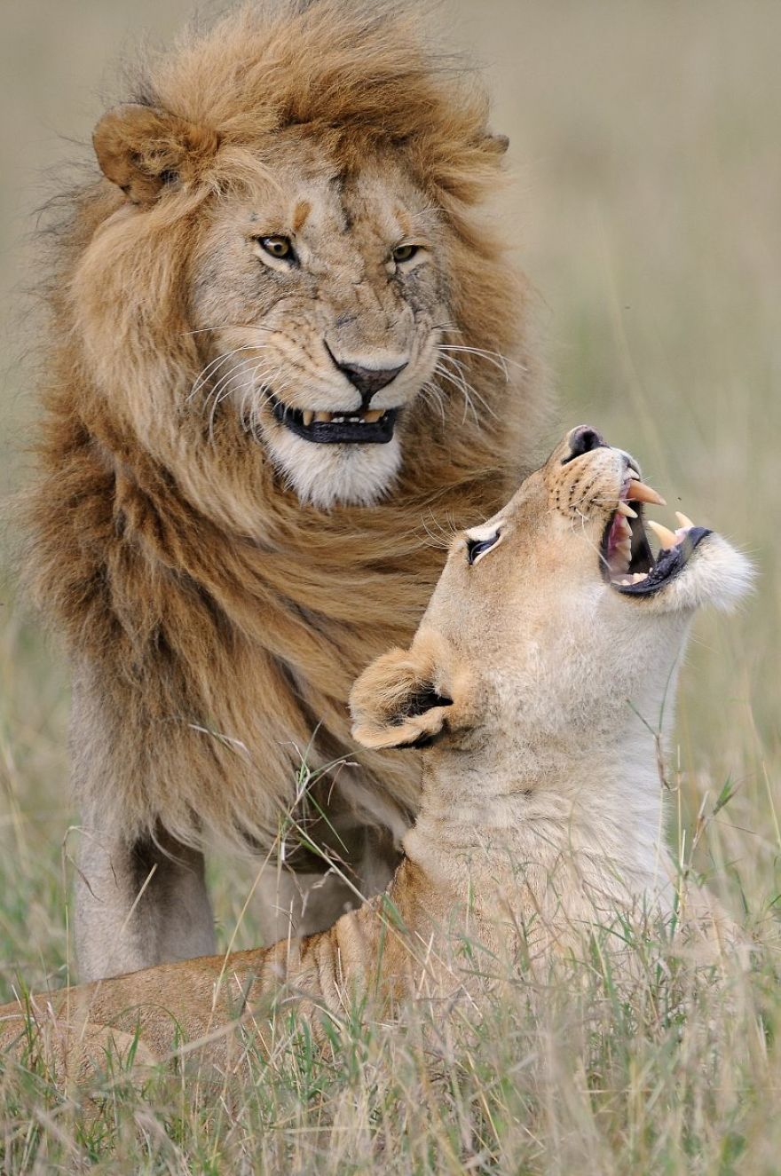 comedy wildlife photography culturainquieta5