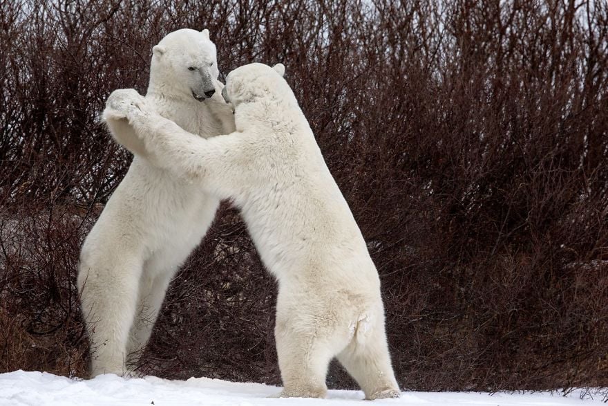 comedy wildlife photography culturainquieta50