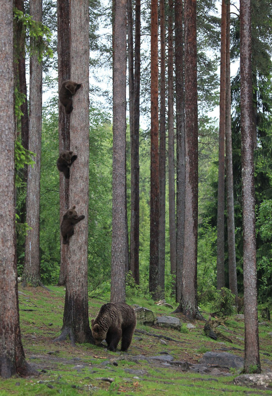 comedy wildlife photography culturainquieta6