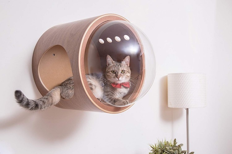 Camas gatos espacio 01