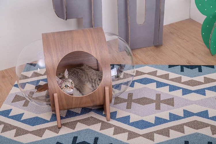 Camas gatos espacio 03