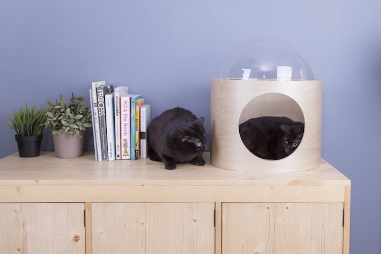 Camas gatos espacio 05