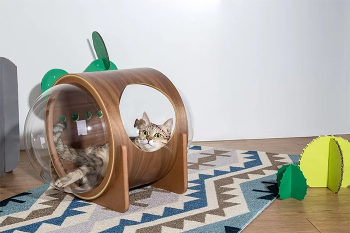 Camas gatos espacio 10