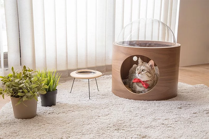Camas gatos espacio 12