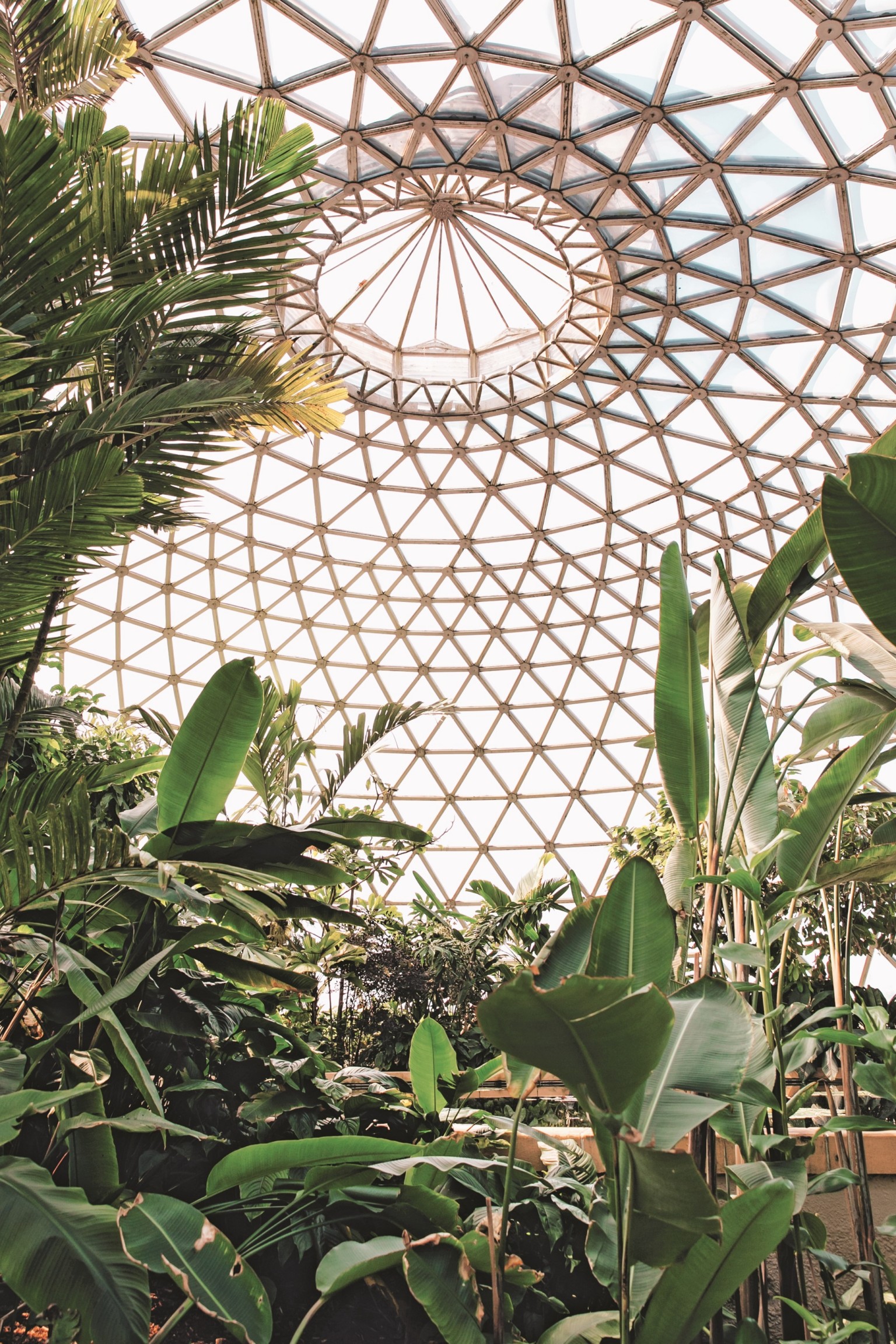 GlasshouseGreenhouse 2 IndiaHobson MagnusEdmondson invernaderos plantas libro fotografía