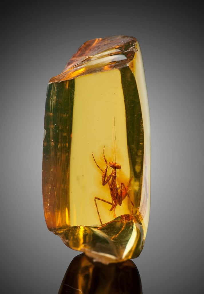 Mantis religiosa incrustada en una piedra de ámbar