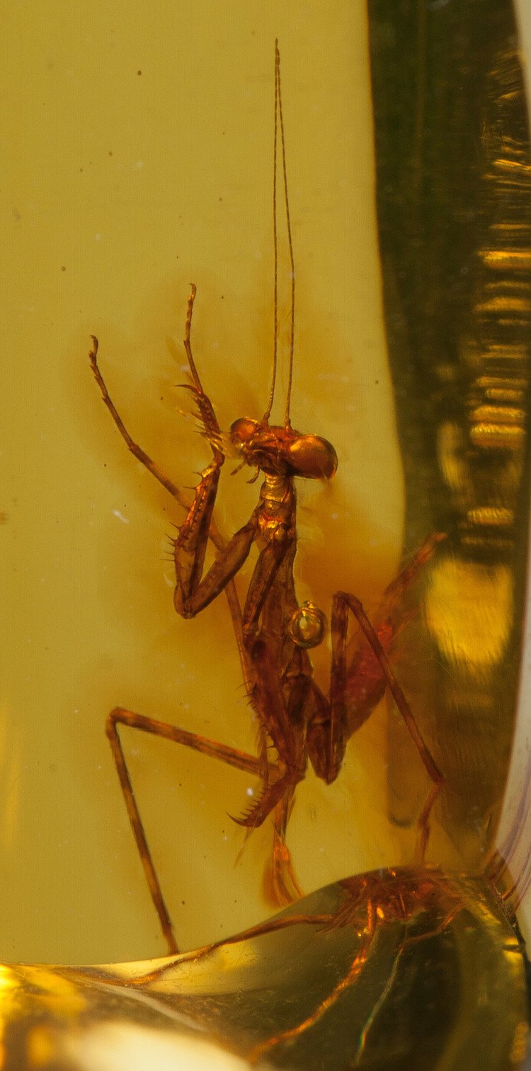 Mantis religiosa incrustada en una piedra de ámbar