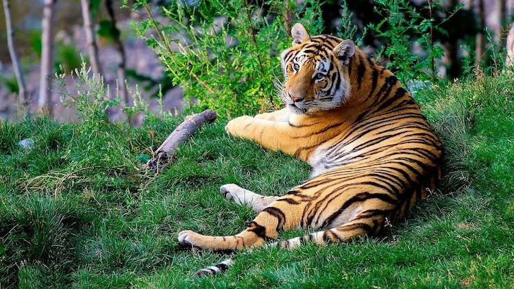 Tigres Nepal 01