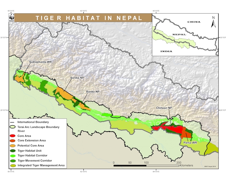 Tigres Nepal 02