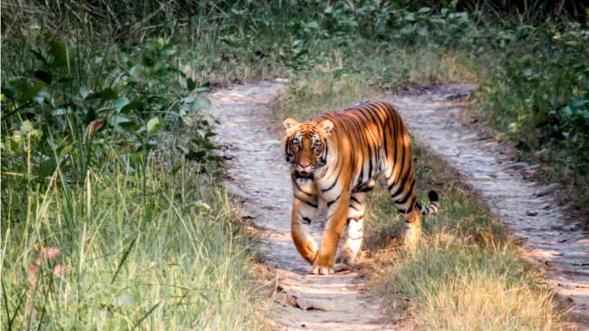 Tigres Nepal 03