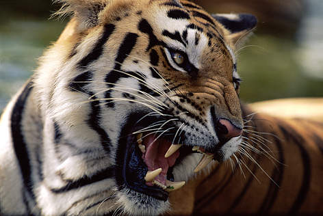 Tigres Nepal 04