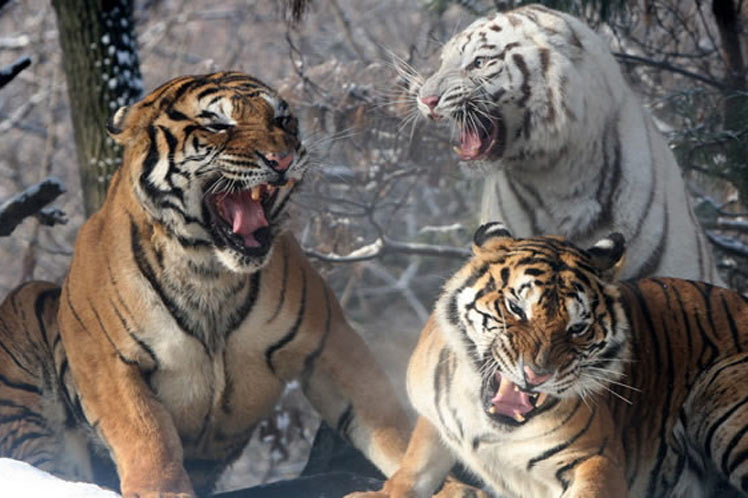 Tigres Nepal 06