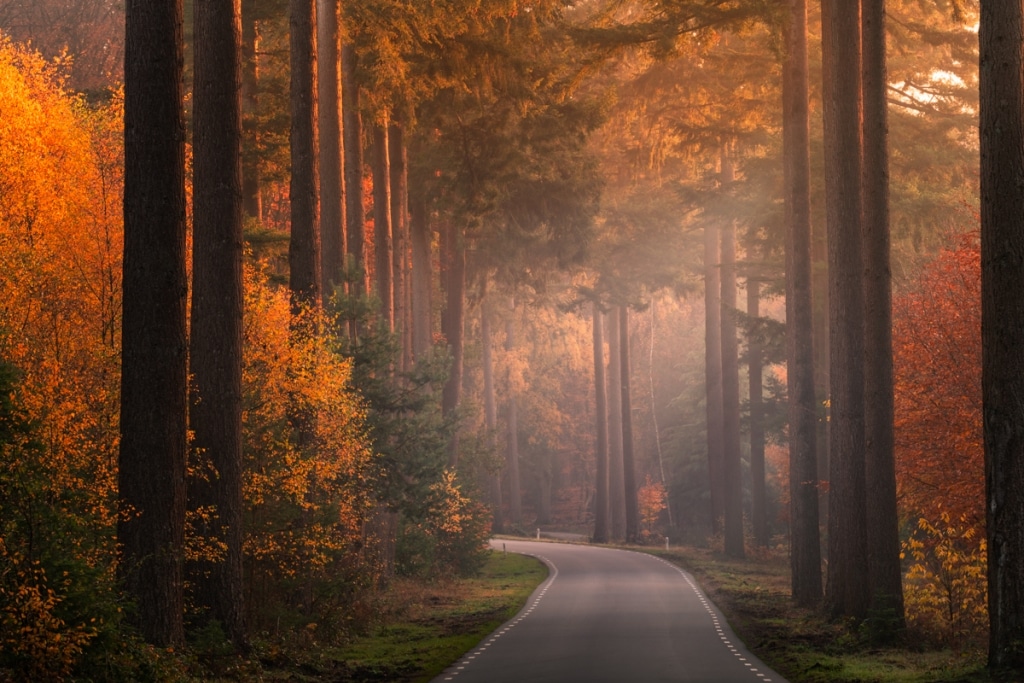 AlbertDros 10 fotografía otoño bosques PaísesBajos naturaleza belleza atmósferas