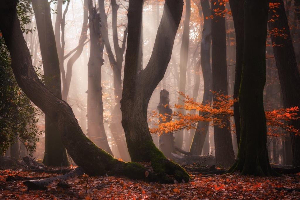 AlbertDros 11 fotografía otoño bosques PaísesBajos naturaleza belleza atmósferas