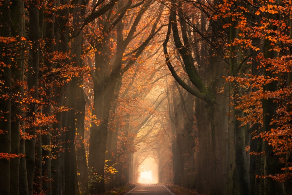 AlbertDros 12 fotografía otoño bosques PaísesBajos naturaleza belleza atmósferas
