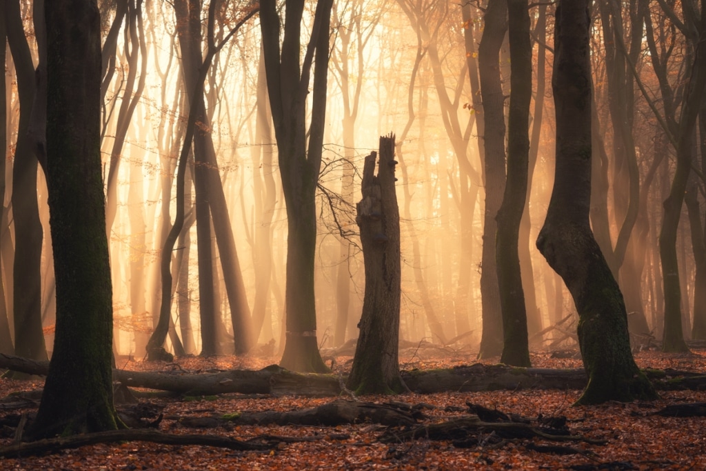 AlbertDros 13 fotografía otoño bosques PaísesBajos naturaleza belleza atmósferas