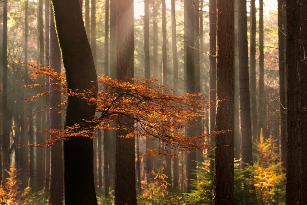 AlbertDros 14 fotografía otoño bosques PaísesBajos naturaleza belleza atmósferas