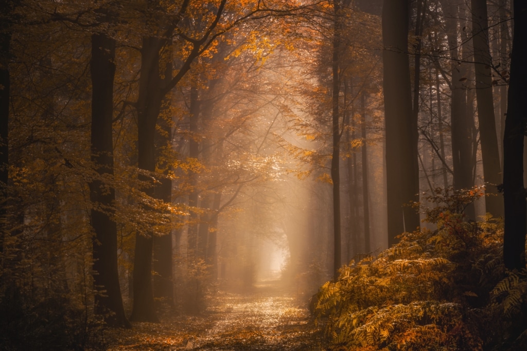 AlbertDros 15 fotografía otoño bosques PaísesBajos naturaleza belleza atmósferas