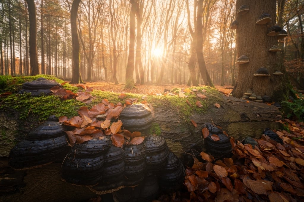 AlbertDros 16 fotografía otoño bosques PaísesBajos naturaleza belleza atmósferas