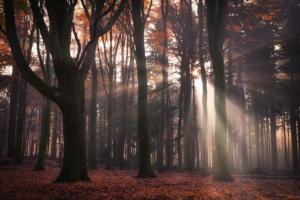 AlbertDros 17 fotografía otoño bosques PaísesBajos naturaleza belleza atmósferas