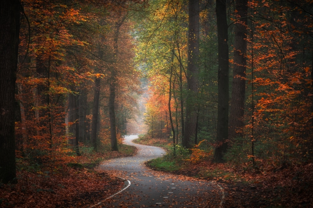 AlbertDros 1 fotografía otoño bosques PaísesBajos naturaleza belleza atmósferas